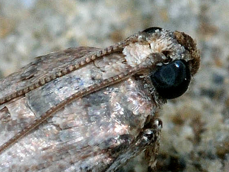 Pyralidae - Acrobasis fallouella (cfr)